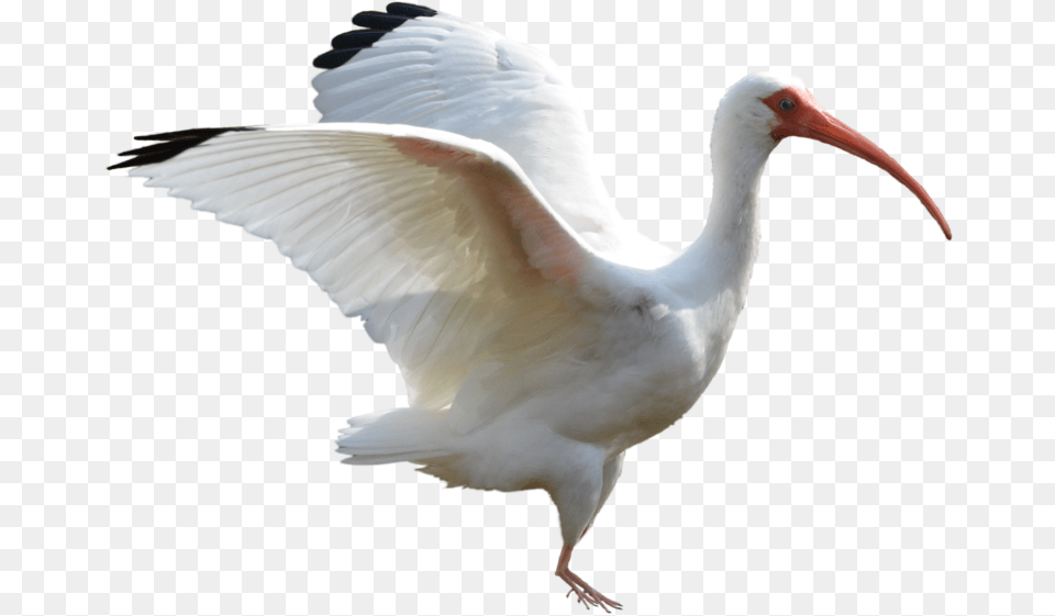 White Wings Stock Photo White Ibis, Animal, Bird, Waterfowl, Crane Bird Free Png Download