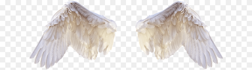 White Wings Wings Bird Feathers Freedom Fly Feathers For Editing, Animal, Vulture, Angel Free Transparent Png