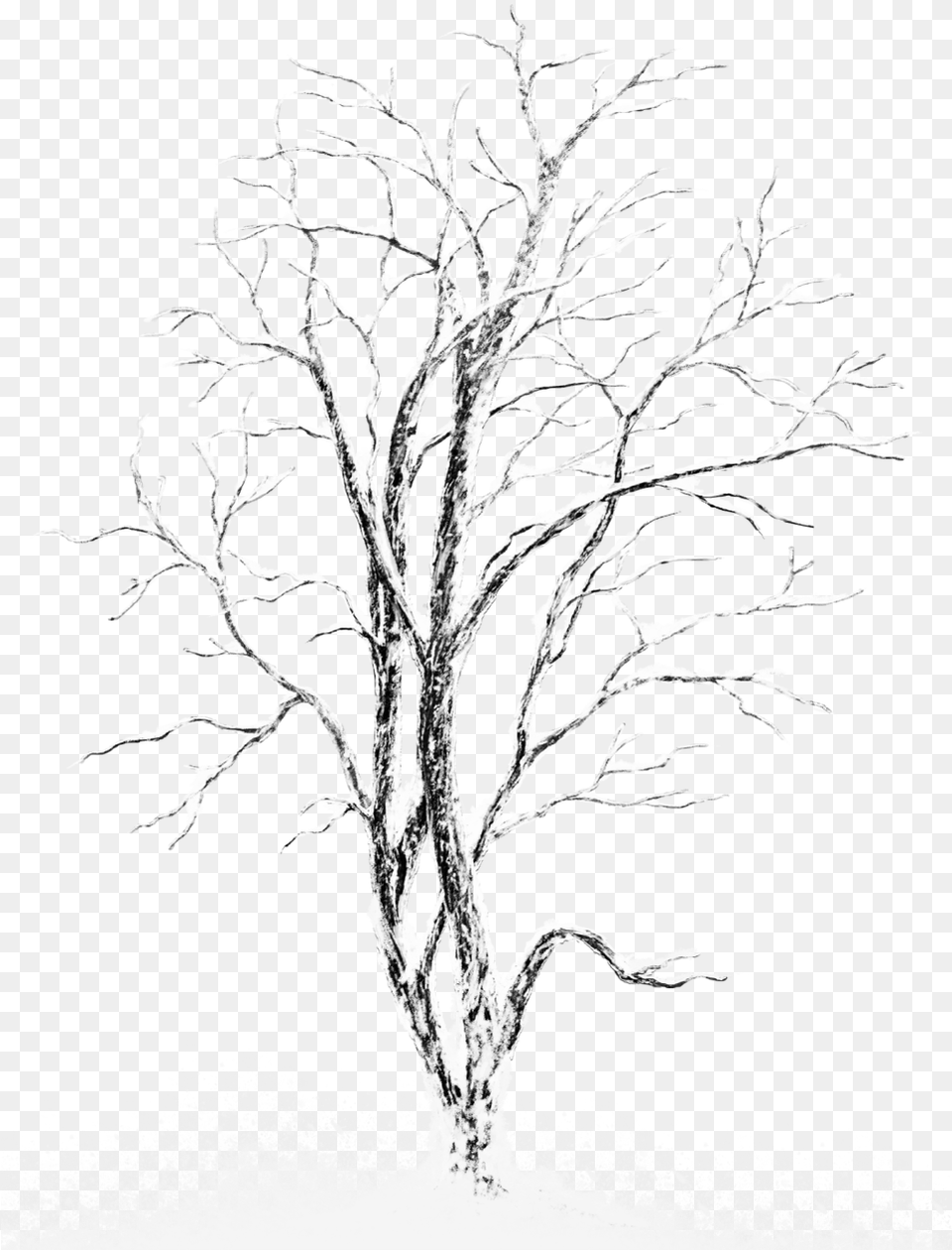 White Winter Tree Snow Cover Tree Drawing, Art, Plant Free Transparent Png