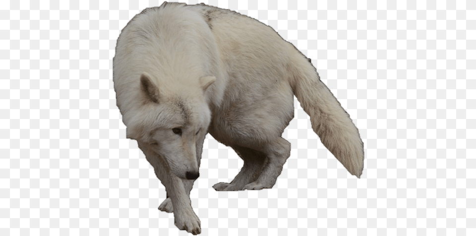 White Wolf Clipart Arctic Wolf White Wolf No Background, Animal, Canine, Dog, Mammal Free Png