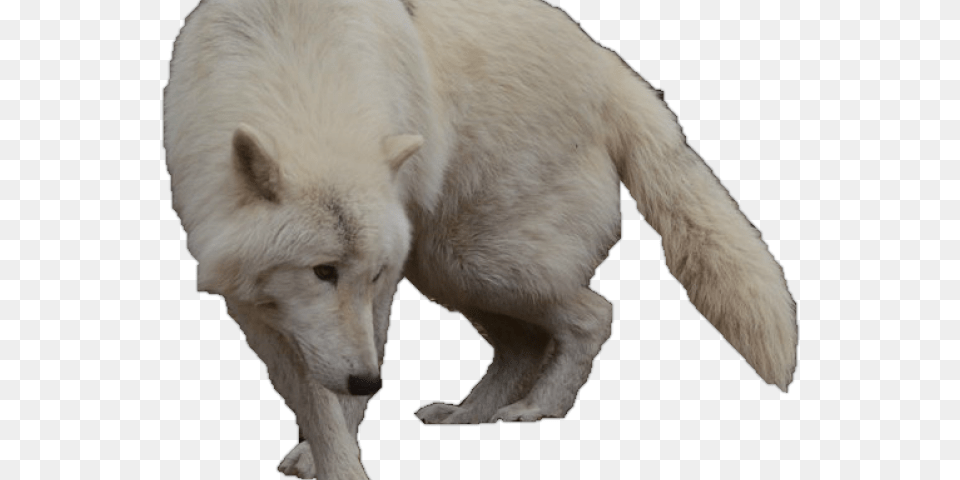 White Wolf Clipart Wolf Silhouette Arctic Wolf With No Background, Animal, Canine, Dog, Mammal Free Transparent Png