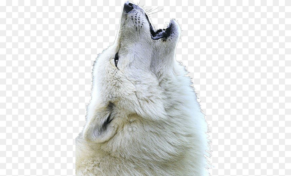 White Wolf Close Up Of Wolf Face, Animal, Bear, Canine, Dog Png