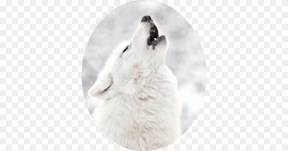 White Wolf Howling Tumbler White Wolf In Snow, Animal, White Dog, Photography, Pet Png Image