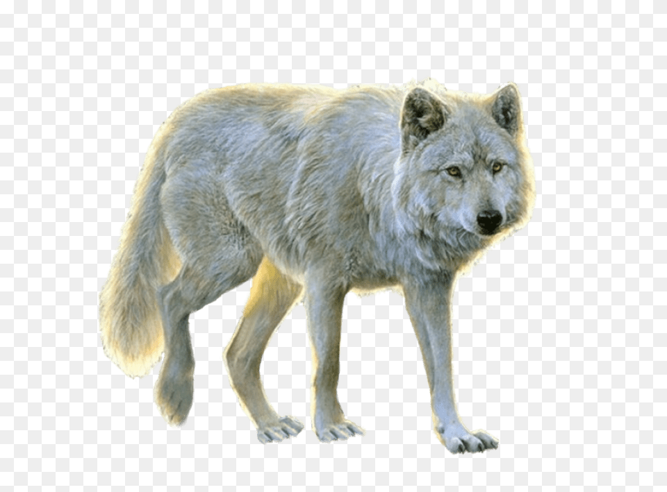 White Wolf Images Transparent Animals For Photoshop, Animal, White Dog, Pet, Mammal Free Png