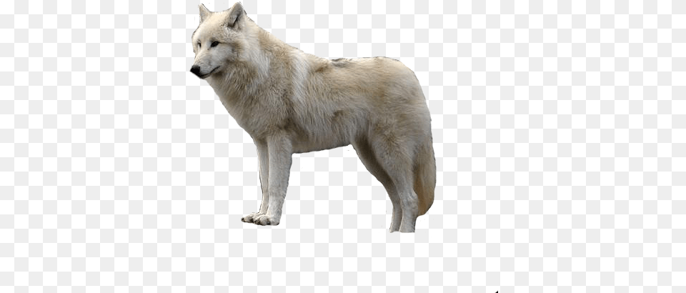 White Wolf With Transparent Wolf Transparent Background, Animal, Canine, Dog, Mammal Free Png