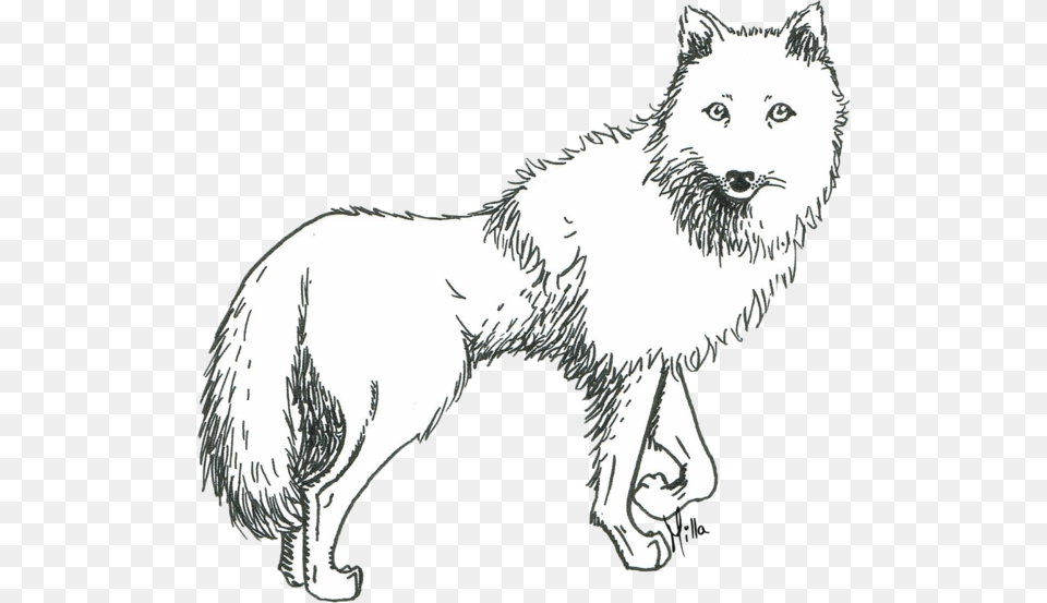 White Wolf Wolf Drawing, Animal, White Dog, Pet, Mammal Free Png