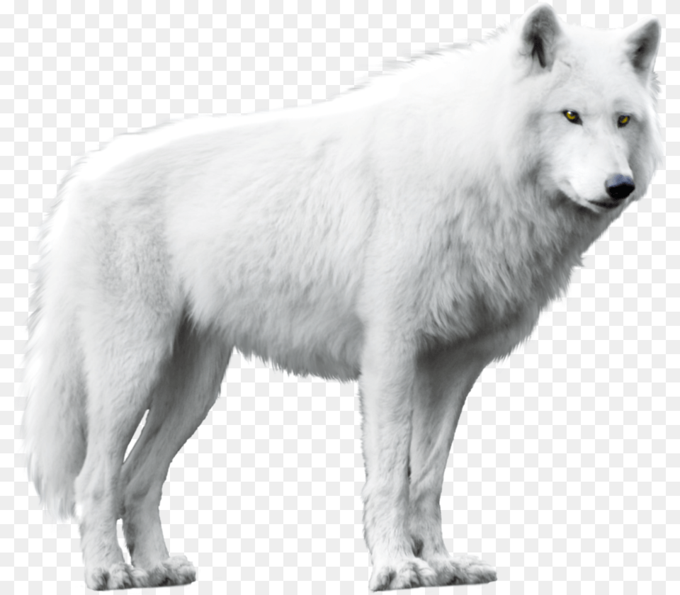 White Wolf Wolf With White Background, Animal, Canine, Dog, Mammal Free Transparent Png