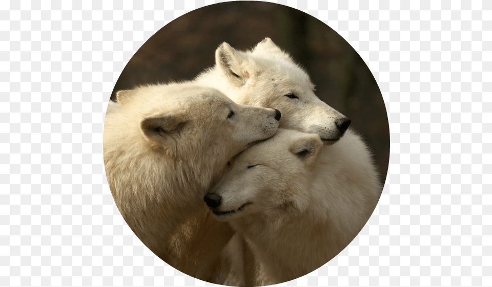 White Wolves Download Being A Family Means You Will Love, Animal, Canine, Dog, Mammal Png Image