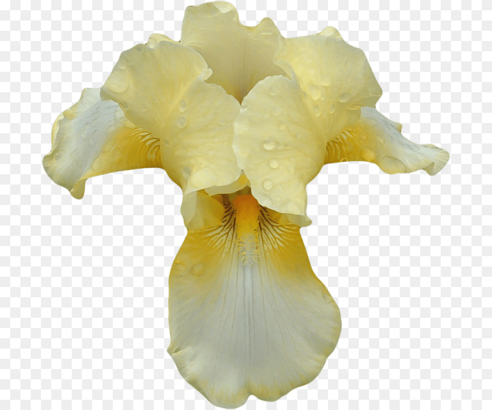 White Yellow Orchid, Flower, Iris, Petal, Plant Free Transparent Png