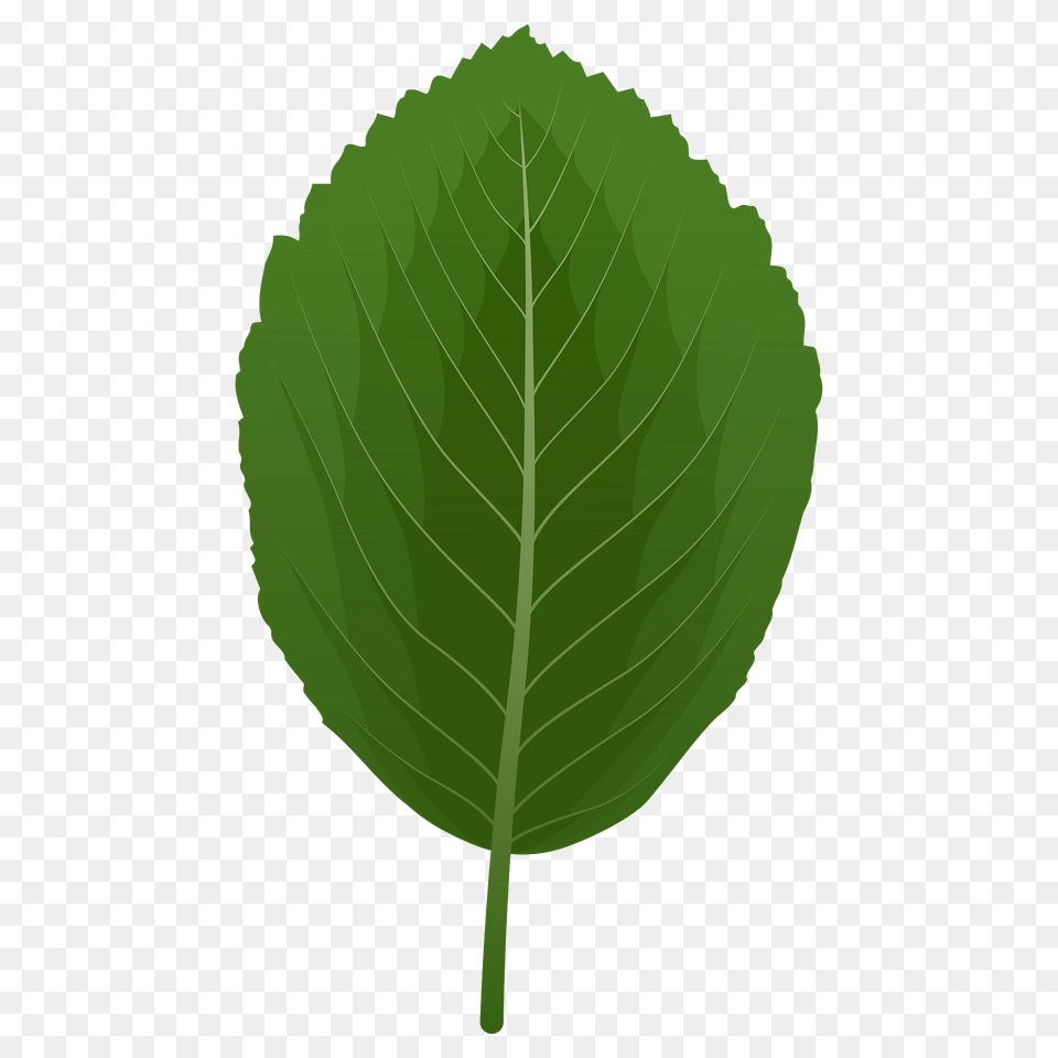 Whitebeam Spring Leaf Clipart, Plant, Herbs, Mint Free Png Download