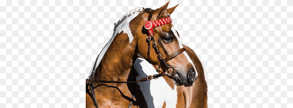 Whitehorse Equestrian Bridle In Hand Show Raised Leather U0026 Butterfly Lead Oak Ebay Halter, Animal, Horse, Mammal, Stallion Png