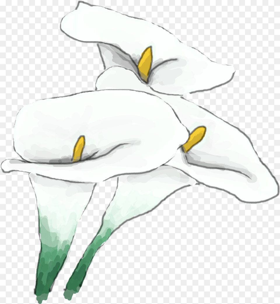 Whitelily Lily, Flower, Plant, Adult, Female Png Image