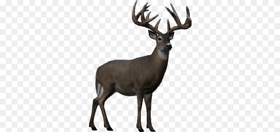 Whitetail Deer Big Buck Hunter Wiki Fandom Powered, Animal, Antelope, Mammal, Wildlife Free Png