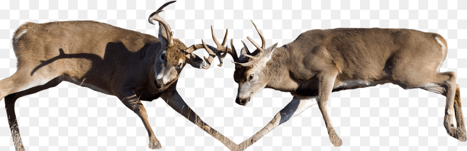 Whitetail Deer Buck Fighting, Animal, Mammal, Wildlife, Antelope Free Png Download
