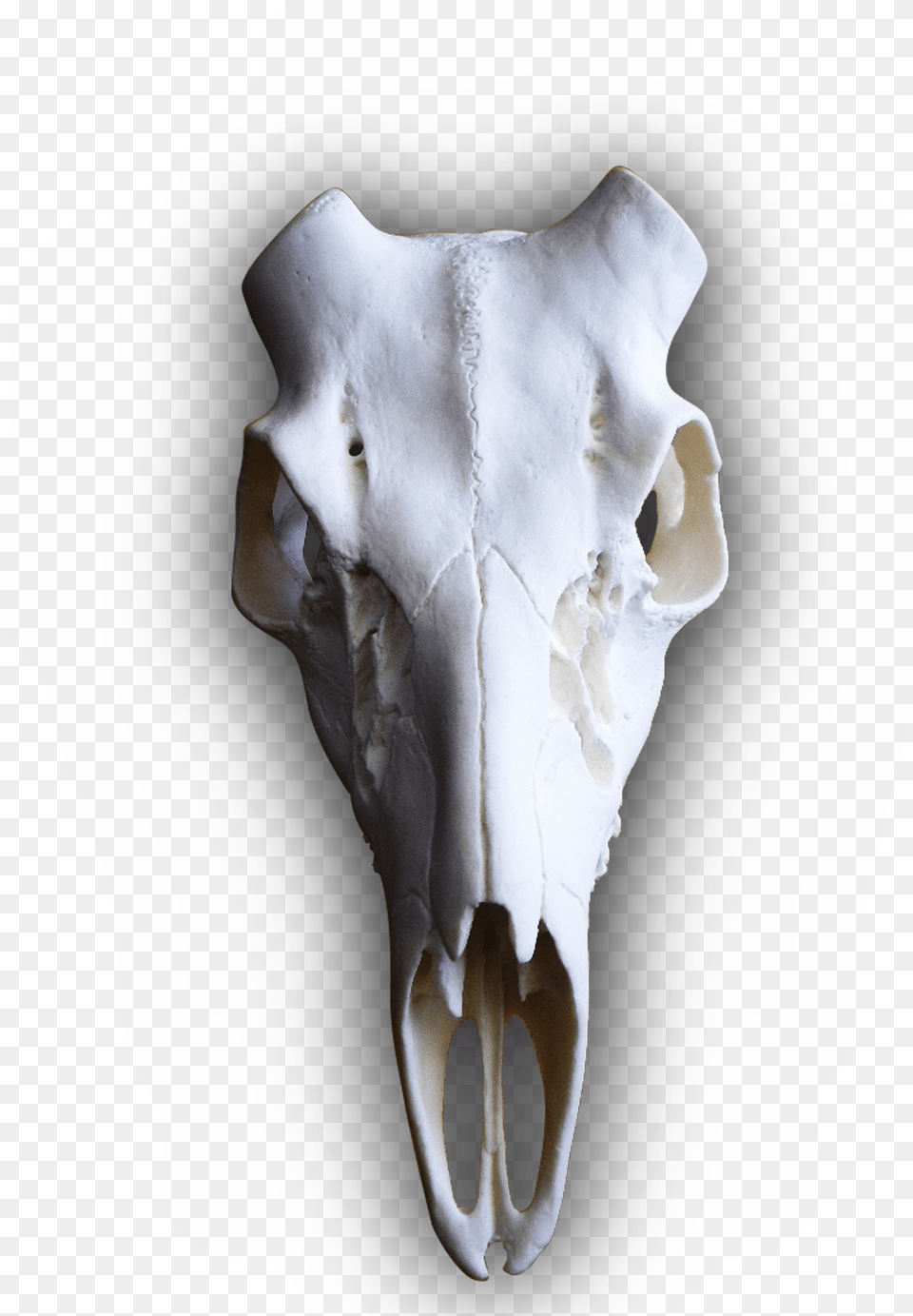 Whitetail Deer Full Teeth European Skull Deer Skull Transparent Background, Accessories, Gemstone, Jewelry, Person Free Png