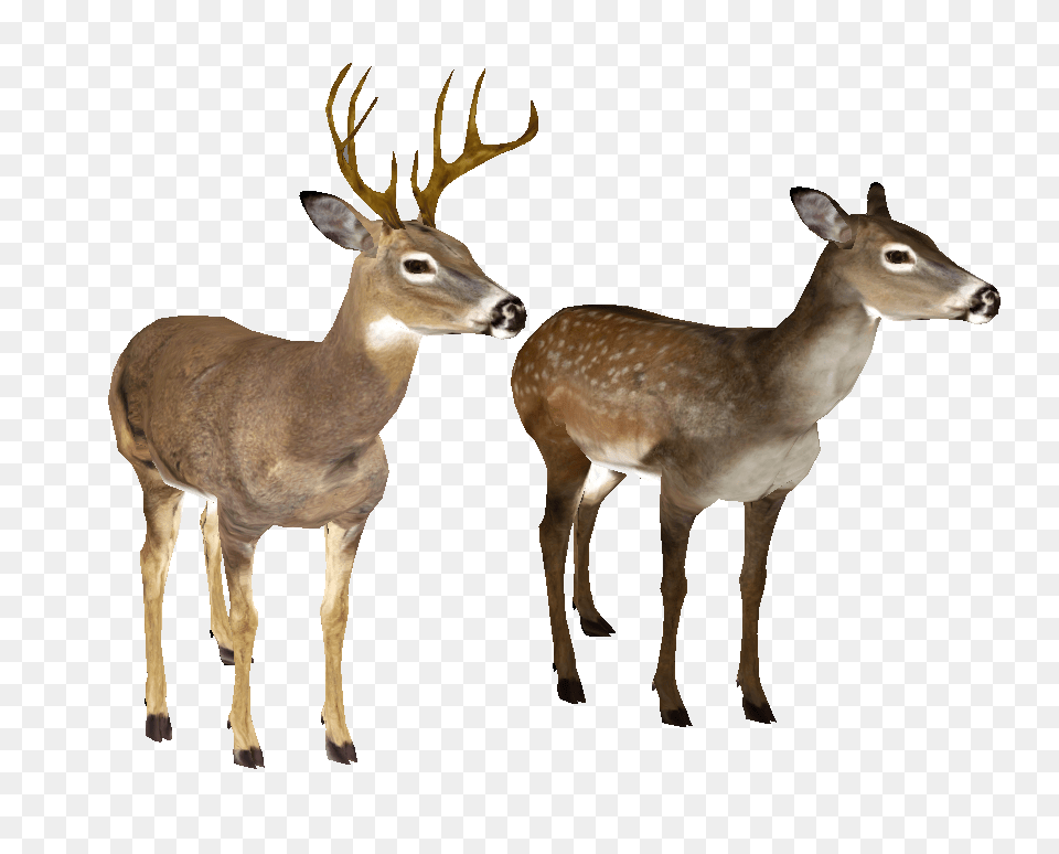 Whitetail Deer Head, Animal, Antelope, Mammal, Wildlife Free Png Download