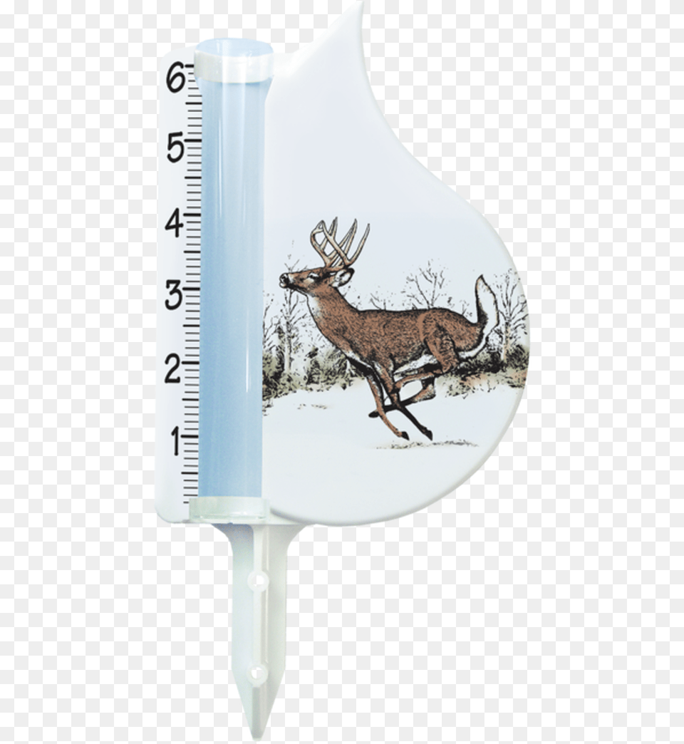 Whitetail Deer Reindeer, Animal, Mammal, Wildlife, Antelope Free Png