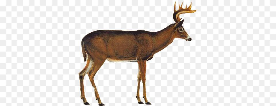 Whitetail Deer Vitals White Tailed Deer, Animal, Antelope, Mammal, Wildlife Free Png Download