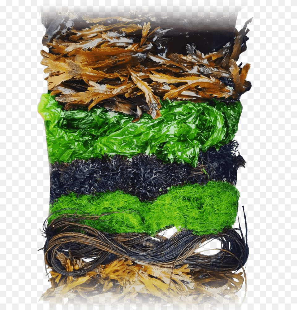 Who Are We Danish Seaweed Gim, Art, Painting, Leaf, Plant Free Png Download