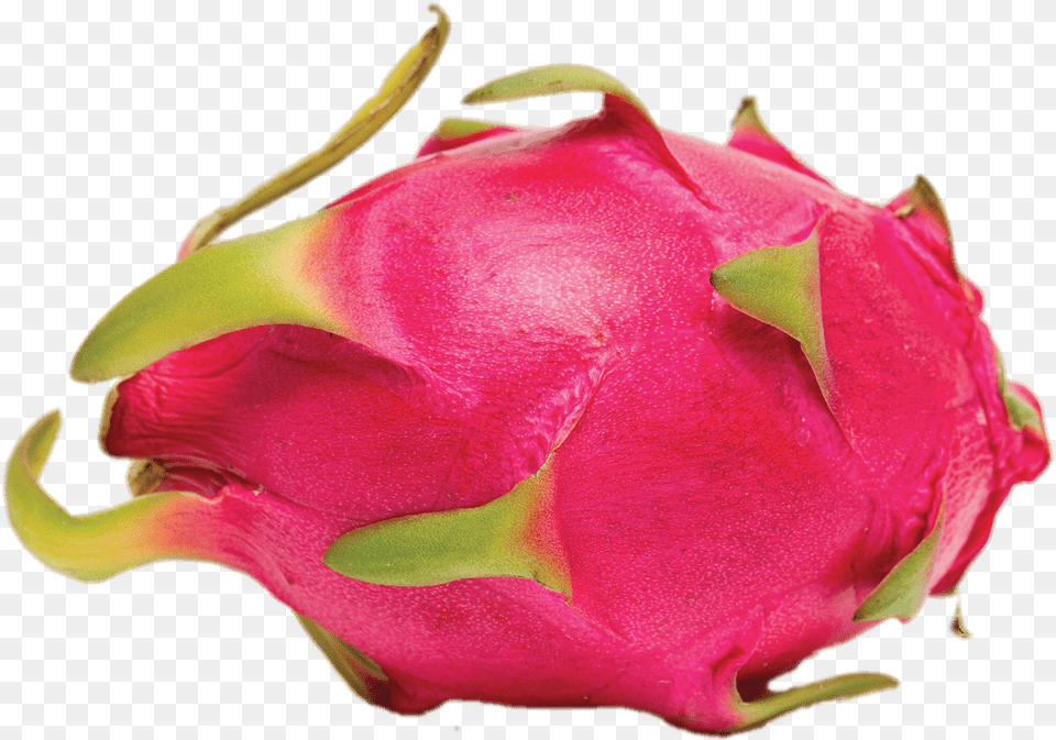 Whole Dragon Fruit Transparent Dragon Fruit Outer Skin, Flower, Plant, Rose, Food Png