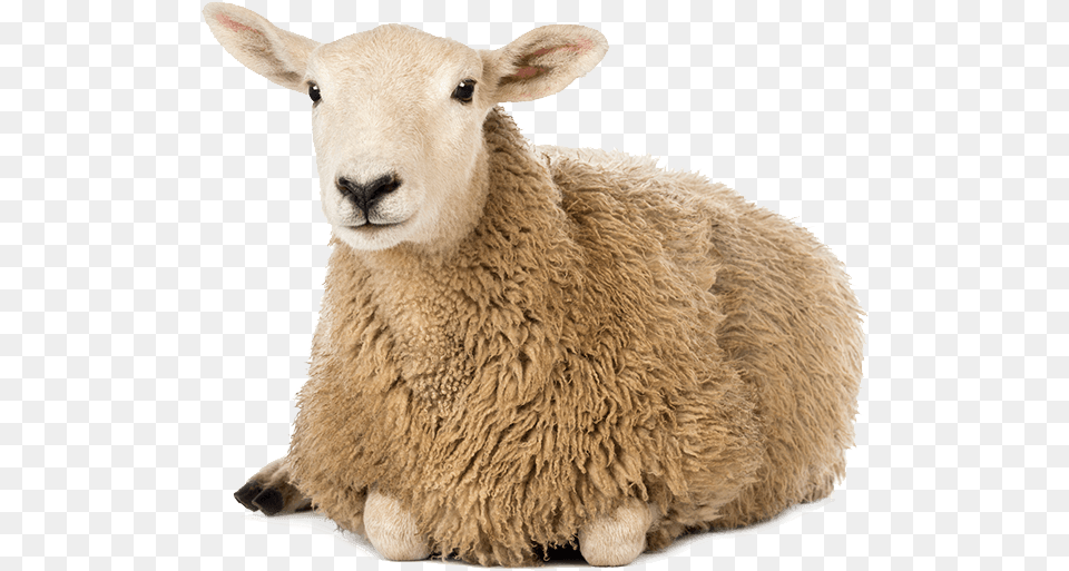 Whole Food Cale Sheep Herd White Background, Animal, Livestock, Mammal Png