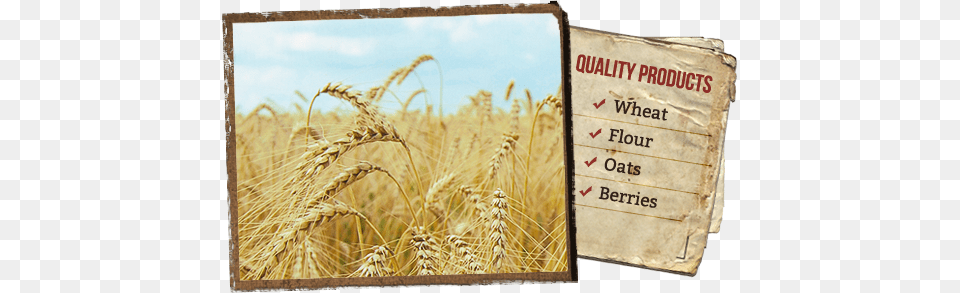Whole Grain Organic Products Locally Grown In Vintage Iphone Wallpaper Pretty, Agriculture, Countryside, Field, Nature Free Transparent Png