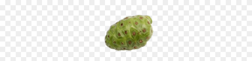 Whole Noni Fruit, Cucumber, Food, Plant, Produce Free Png Download