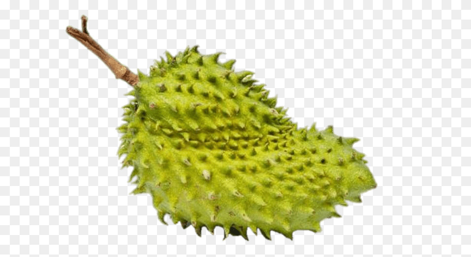 Whole Soursop, Tree, Durian, Food, Fruit Png