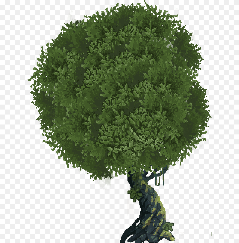 Whole Tree1 Tree Bushes Full Size Seekpng Transparent Bush, Vegetation, Potted Plant, Plant, Conifer Png