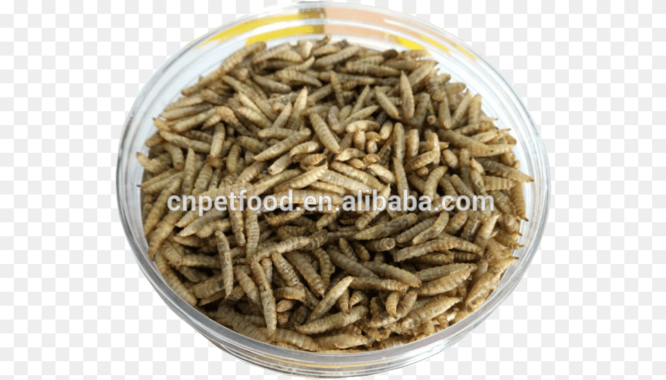 Wholesale Bird Food Fish Food Dried Black Soldier Fly Grasshopper, Plate Free Png Download