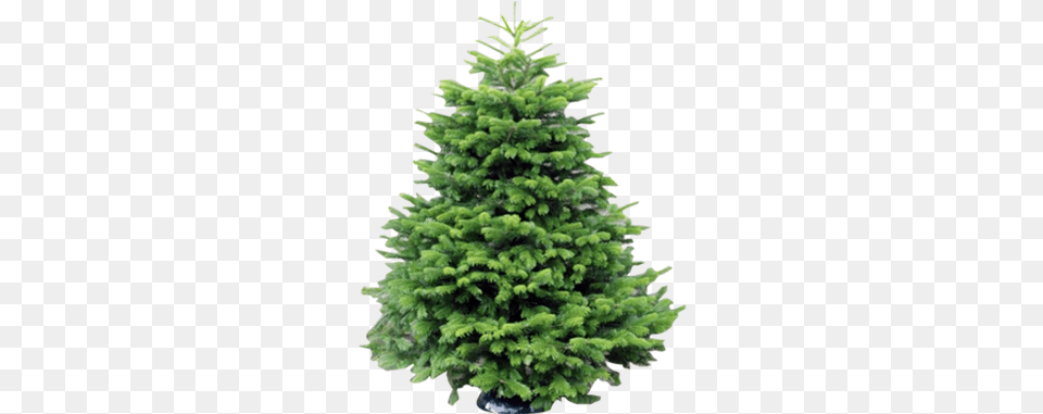 Wholesale Christmas Trees Supplier Welsh British Christmas Tree, Fir, Pine, Plant, Conifer Free Png Download