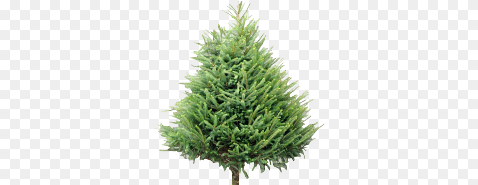 Wholesale Christmas Trees Supplier Welsh British Chunk Of Pine Tree, Conifer, Fir, Plant, Spruce Free Png