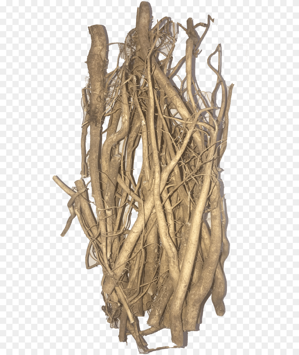Wholesale Hemp Roots Driftwood, Plant, Root, Wood, Person Free Transparent Png