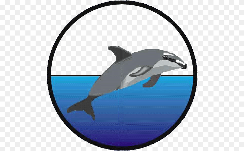 Wholphin, Animal, Dolphin, Mammal, Sea Life Free Transparent Png