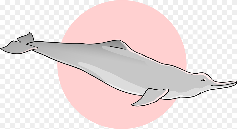 Wholphin, Animal, Dolphin, Mammal, Sea Life Free Png