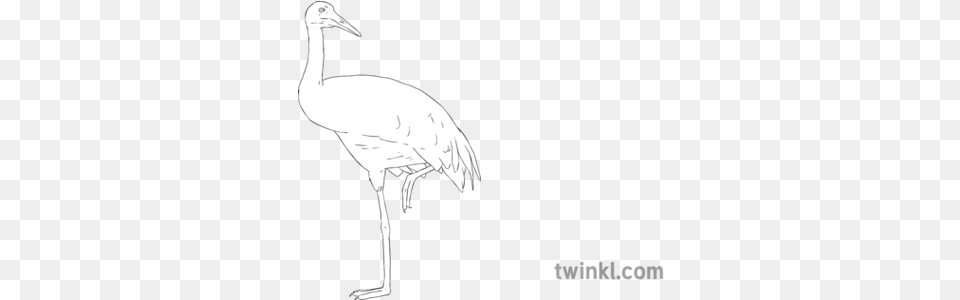 Whooping Crane Bird Science Ks2 Bw Rgb Illustration Twinkl Long, Animal, Crane Bird, Waterfowl Free Transparent Png