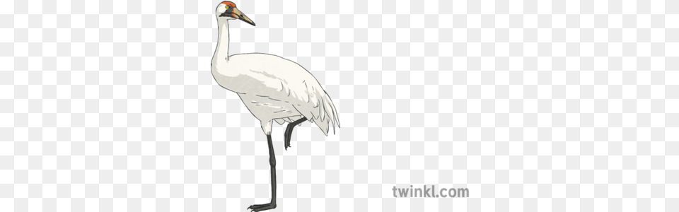 Whooping Crane Bird Science Ks2 Sandhill Crane, Animal, Crane Bird, Waterfowl Free Transparent Png