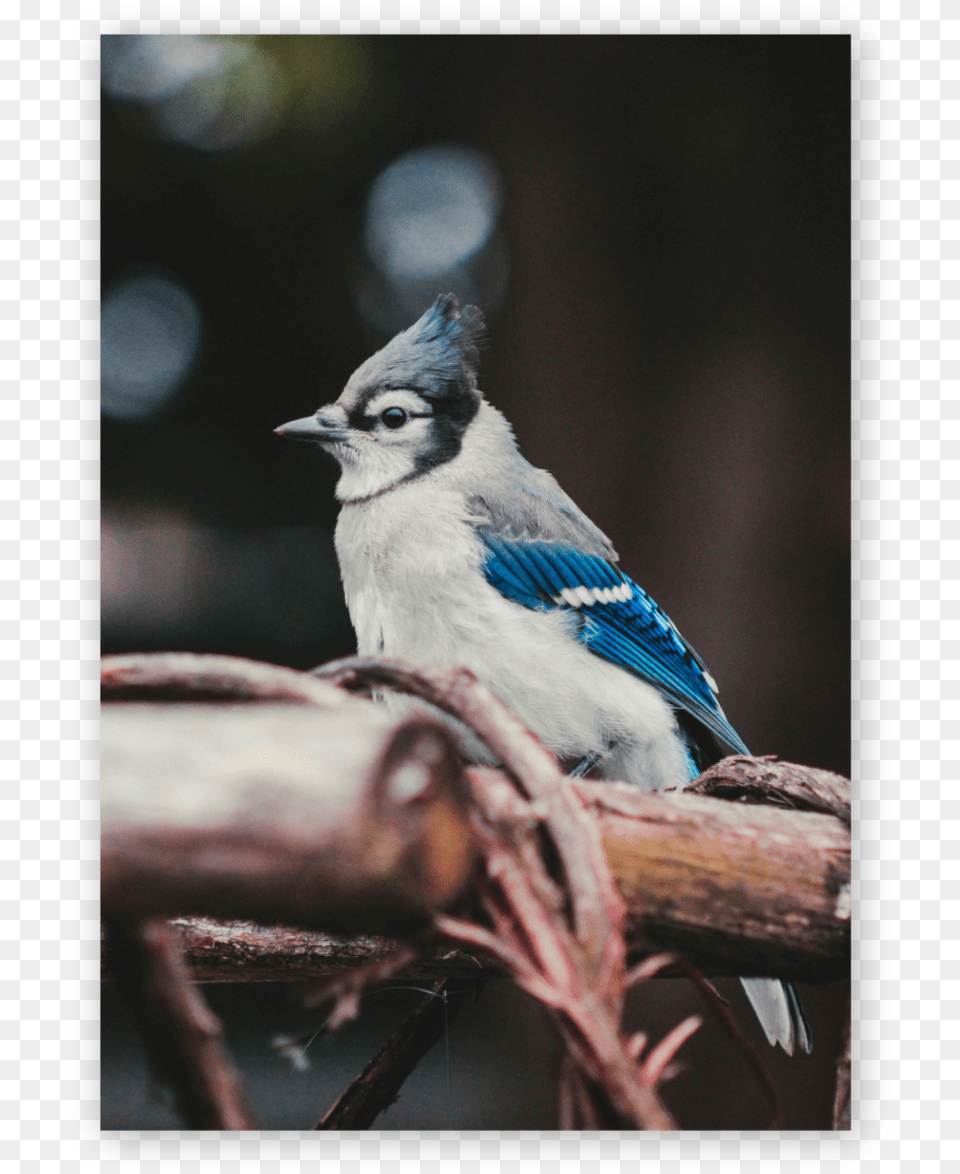 Why A Blue Jay The Blue Jay Is A Planner It Values, Animal, Bird, Blue Jay, Bluebird Free Transparent Png