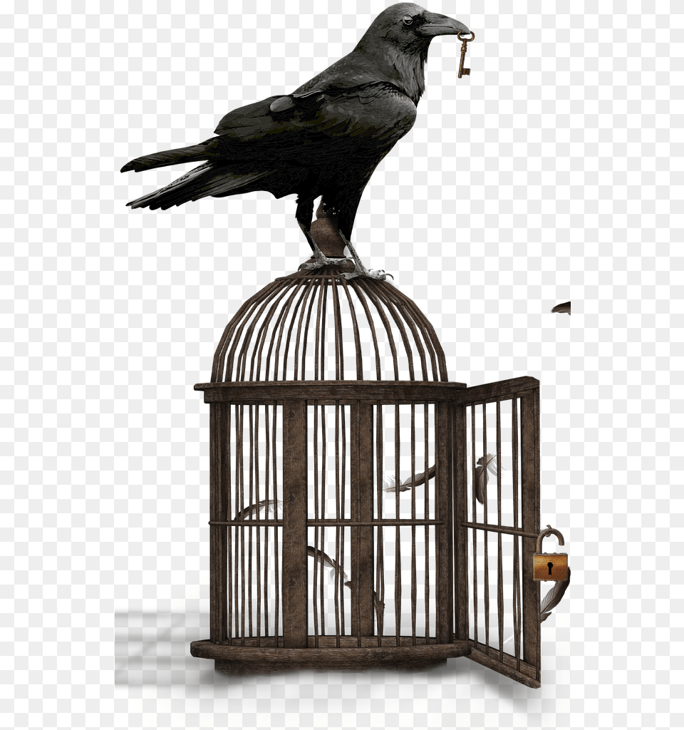 Why A Raven Is Very Crafty Bird About Wild Animals World Storytelling Day 2020 Voyage, Animal, Blackbird Png Image