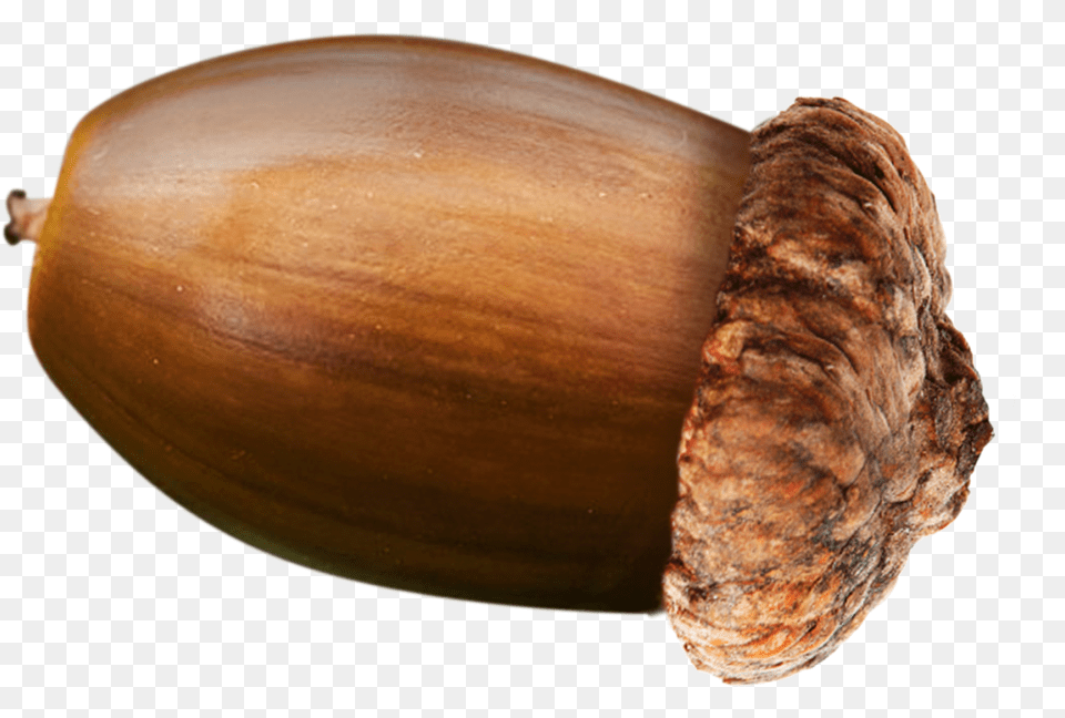 Why Acorn Nut Food Is Transparent Background, Plant, Produce, Vegetable, Grain Free Png