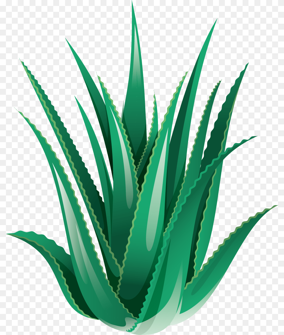 Why Aloe Vera Scent Imperium, Plant Png Image