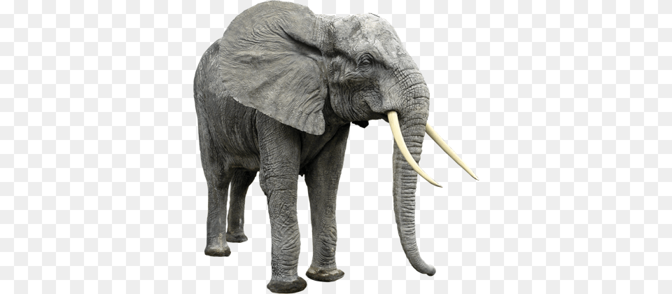 Why Are They Endangered Big Animal And Small Animal, Elephant, Mammal, Wildlife Png Image