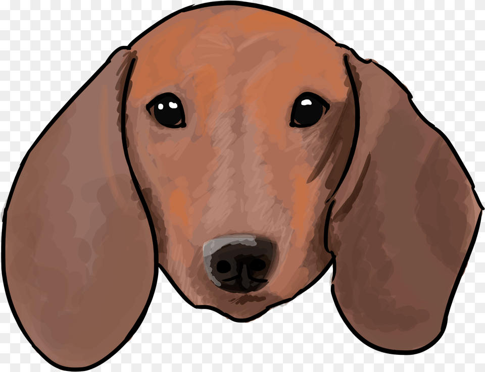 Why Are You A Dachshund Drawing, Animal, Pet, Mammal, Hound Png