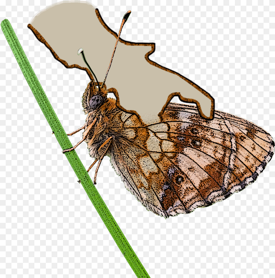 Why Calabria And Basilicata Basilicata, Animal, Insect, Invertebrate, Butterfly Free Png