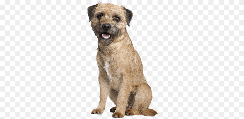 Why Choose A Border Terrier To Be The Star Of Your Border Terrier Dog, Animal, Canine, Mammal, Pet Png