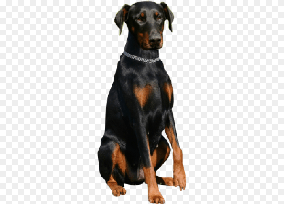Why Choose A Doberman Pinsche Happy Birthday With Doberman, Animal, Canine, Dog, Mammal Free Png Download