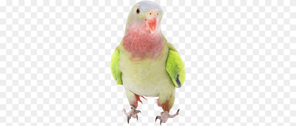 Why Choose A Parakeet To Be The Star Of Your Ecard Princess Parrot, Animal, Bird, Cat, Mammal Free Png