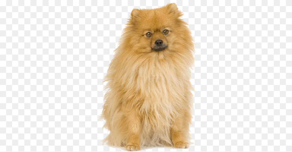 Why Choose A Pomeranian To Be The Star Of Your Ecard Spitz, Animal, Canine, Mammal, Pet Free Transparent Png