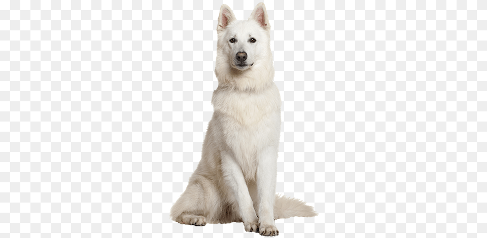 Why Choose A White Swiss Shepherd To Be The Star Of White Swiss Shepherd, Animal, Canine, Dog, Husky Free Transparent Png