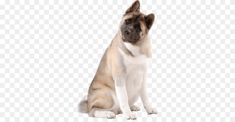 Why Choose An Akita To Be The Star Of Your Ecard American Akita, Animal, Canine, Dog, Husky Png Image